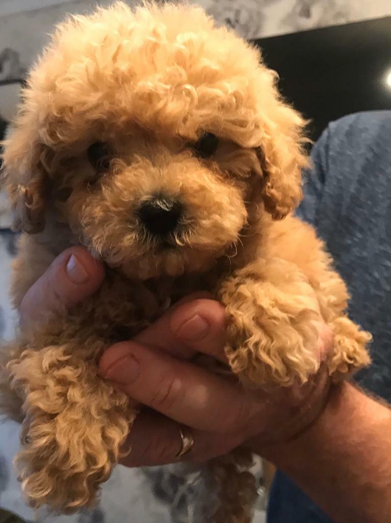 cava poo chon for sale